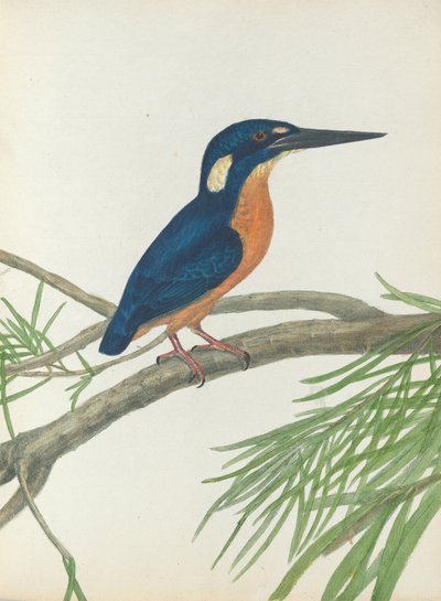 Three-Toe Kingfisher. Lewin, John. Birds of New South Wales with Their Natural History. Sydney: G. Ho... by John William Lewin